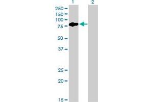 Western Blot analysis of BMP2K expression in transfected 293T cell line by BMP2K monoclonal antibody (M03), clone X1.