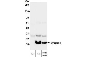 Western Blotting (WB) image for anti-Myoglobin (MB) antibody (ABIN7795606) (Myoglobin anticorps)