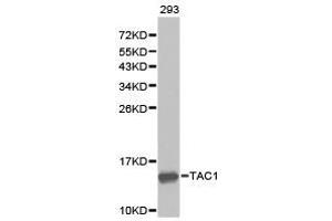 Western Blotting (WB) image for anti-Tachykinin, Precursor 1 (TAC1) antibody (ABIN1875012) (TAC1 anticorps)