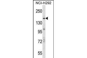 TRIM33 Antibody (C-term) (ABIN657566 and ABIN2846573) western blot analysis in NCI- cell line lysates (35 μg/lane). (TRIM33 anticorps  (C-Term))