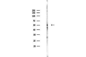 anti-SHC (Src Homology 2 Domain Containing) Transforming Protein 1 (SHC1) (pTyr349) antibody