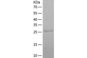 Western Blotting (WB) image for Hepatic Leukemia Factor (HLF) (AA 1-295) protein (His tag) (ABIN7123302)