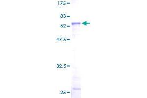 Image no. 1 for Actin-Related Protein 2 (ACTR2) (AA 1-394) protein (GST tag) (ABIN1305784)