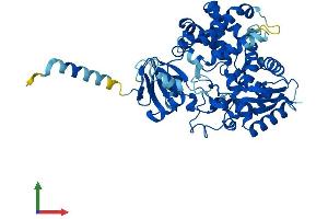 AlphaFold protein structure predicition of Human Recombinant CYP39A1 Protein, UniprotID Q9NYL5