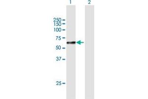 Western Blot analysis of SOX10 expression in transfected 293T cell line by SOX10 MaxPab polyclonal antibody. (SOX10 anticorps  (AA 1-466))