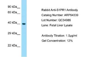 Western Blotting (WB) image for anti-Sphingosine-1-Phosphate Receptor 1 (S1PR1) (C-Term) antibody (ABIN2789809) (S1PR1 anticorps  (C-Term))