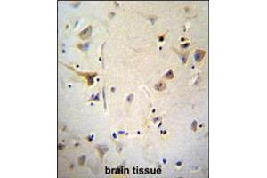AGBL5 Antibody immunohistochemistry analysis in formalin fixed and paraffin embedded human brain tissue followed by peroxidase conjugation of the secondary antibody and DAB staining. (AGBL5 anticorps  (N-Term))