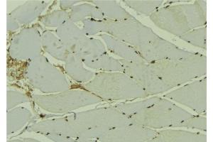 ABIN6278144 at 1/100 staining Mouse muscle tissue by IHC-P. (ING3 anticorps  (Internal Region))