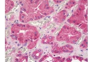 Anti-UQCRQ antibody IHC staining of human kidney.