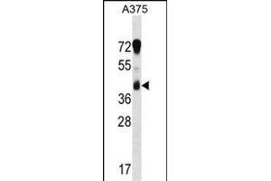 RCN1 Antibody (C-term) (ABIN1537098 and ABIN2848451) western blot analysis in  cell line lysates (35 μg/lane). (RCN1 anticorps  (C-Term))