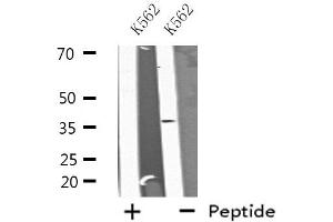 Western blot analysis of extracts from K562 cells, using A2GL antibody. (LRG1 anticorps  (C-Term))