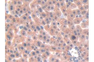 Used in DAB staining on fromalin fixed paraffin- embedded liver tissue (LGALS7 anticorps  (AA 1-128))