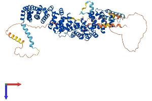 AlphaFold protein structure predicition of Mouse Recombinant Jup Protein, UniprotID Q02257