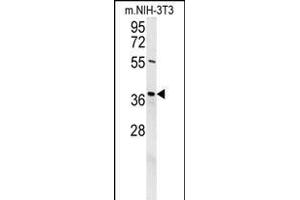 DEM1 Antibody (Center) (ABIN654435 and ABIN2844171) western blot analysis in mouse NIH-3T3 cell line lysates (35 μg/lane).
