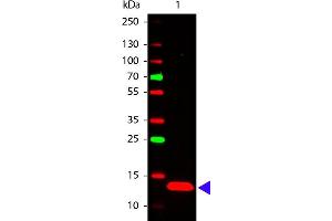 Western Blot of Rabbit anti-TSLP antibody. (Thymic Stromal Lymphopoietin anticorps)