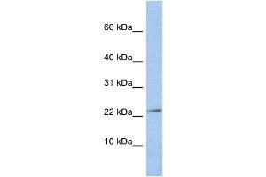 WB Suggested Anti-JAM3 Antibody Titration:  0. (JAM3 anticorps  (N-Term))