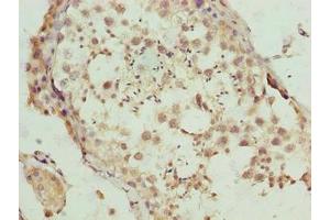 Immunohistochemistry of paraffin-embedded human testis tissue using ABIN7145484 at dilution of 1:100 (DEFB129 anticorps  (AA 20-183))