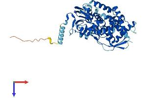 AlphaFold protein structure predicition of Human Recombinant CYP7B1 Protein, UniprotID O75881