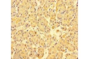 Immunohistochemistry of paraffin-embedded human pancreatic tissue using ABIN7171517 at dilution of 1:100 (ABI3BP anticorps  (AA 601-900))