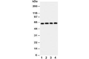Western blot testing of p62 antibody and Lane 1:  rat brain;  2: HeLa;  3: U87;  4: A549 cell lysate (KHDRBS1 anticorps  (N-Term))