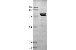 Validation with Western Blot