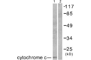 Western blot analysis of extracts from COS7 cells, using Cytochrome c antibody (#C0170). (Cytochrome C anticorps)