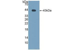 Western blot analysis of recombinant Cow MCP2.