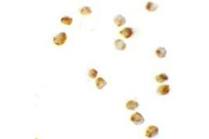 Immunohistochemistry (IHC) image for anti-serine Palmitoyltransferase, Long Chain Base Subunit 2 (SPTLC2) (C-Term) antibody (ABIN1030698)