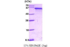 Figure annotation denotes ug of protein loaded and % gel used. (PDCD4 Protein (AA 1-469))
