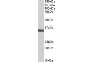 Western Blotting (WB) image for anti-Ephrin B2 (EFNB2) (Internal Region) antibody (ABIN2464896) (Ephrin B2 anticorps  (Internal Region))
