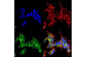Immunocytochemistry/Immunofluorescence analysis using Mouse Anti-Ankyrin G Monoclonal Antibody, Clone S106-20 (ABIN1027718). (Ankyrin G anticorps  (C-Term))