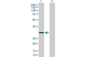 Western Blot analysis of PDYN expression in transfected 293T cell line by PDYN MaxPab polyclonal antibody.
