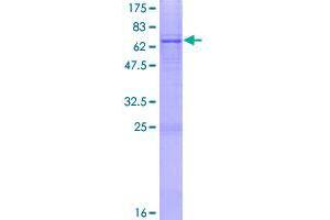 Image no. 1 for 1-Acylglycerol-3-Phosphate O-Acyltransferase 5 (Lysophosphatidic Acid Acyltransferase, Epsilon) (AGPAT5) (AA 1-364) protein (GST tag) (ABIN1344585)