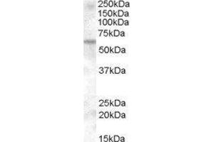 Karyopherin alpha 6 (Importin alpha 7) (KPNA6) peptide