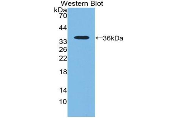 NT5C3 antibody  (AA 52-336)