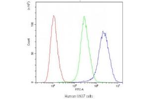 Flow cytometry testing of human U937 cells with PTP4A2 antibody at 1ug/10^6 cells (blocked with goat sera)