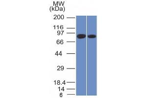 Western Blot of Analysis of PANC1 and MCF-7 cell lysate using Calnexin Mouse Monoclonal Antibody (CANX/1543). (Calnexin anticorps  (N-Term))