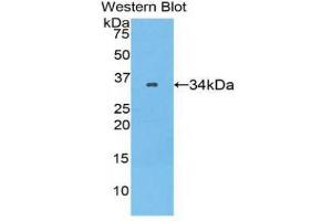 Western Blotting (WB) image for anti-Serpin Family A Member 7 (SERPINA7) (AA 128-415) antibody (ABIN1078579) (SERPINA7 anticorps  (AA 128-415))