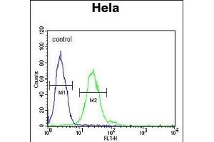 TRMT11 Antibody (C-term) (ABIN651583 and ABIN2840311) flow cytometric analysis of Hela cells (right histogram) compared to a negative control cell (left histogram). (Trmt11 anticorps  (C-Term))