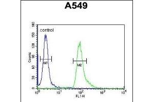 anti-Abhydrolase Domain Containing 12 (ABHD12) (AA 40-66), (N-Term) antibody