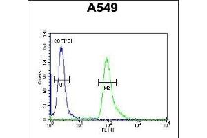ABHD12 Antibody (N-term) (ABIN652851 and ABIN2842551) flow cytometric analysis of A549 cells (right histogram) compared to a negative control cell (left histogram). (ABHD12 anticorps  (N-Term))
