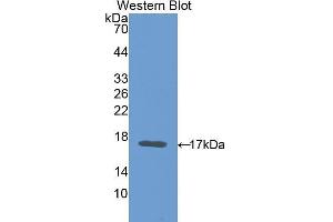Western Blotting (WB) image for anti-Carcinoembryonic Antigen Gene Family (CEA) (AA 85-222) antibody (ABIN1077899) (CEA anticorps  (AA 85-222))