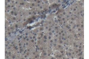 Detection of SOD1 in Porcine Liver Tissue using Polyclonal Antibody to Superoxide Dismutase 1 (SOD1) (SOD1 anticorps  (AA 2-153))