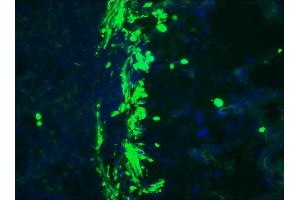 Image no. 1 for anti-Desmin (DES) antibody (ABIN335360)