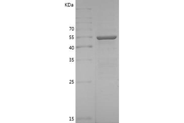 TRAF3 Protein (AA 323-565) (GST tag)
