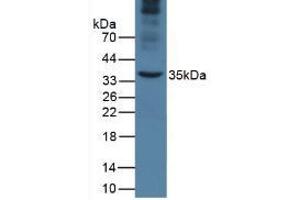 Western Blot; Sample: Mouse Liver Tissue. (APOA5 anticorps  (AA 21-210))