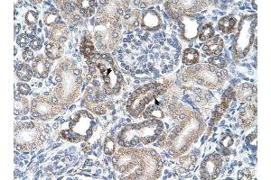 UST antibody was used for immunohistochemistry at a concentration of 4-8 ug/ml to stain Epithelial cells of renal tubule (arrows) in Human Kidney.