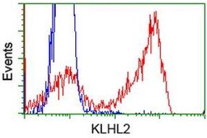 Image no. 2 for anti-Kelch-Like 2, Mayven (KLHL2) (AA 1-100), (AA 494-593) antibody (ABIN1490547) (KLHL2 anticorps  (AA 1-100, AA 494-593))