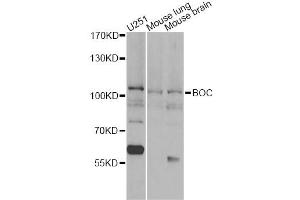 Western blot analysis of extracts of various cell lines, using BOC antibody (ABIN6290104) at 1:1000 dilution. (BOC anticorps)