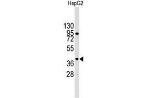 Western blot analysis of MAPK14 Antibody (Y322) in HepG2 cell line lysates (35 µg/lane). (MAPK14 anticorps  (Tyr322))